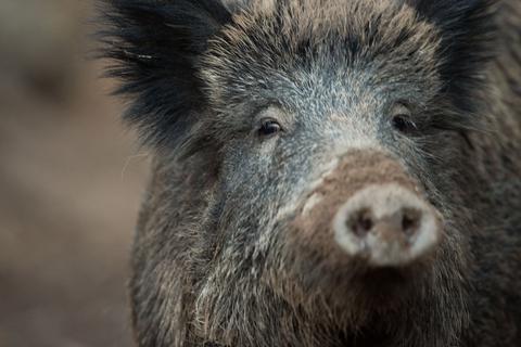 In Hessen und Rheinland-Pfalz sind 2021 deutlich weniger Wildschweine erlegt worden. Symbolfoto: dpa