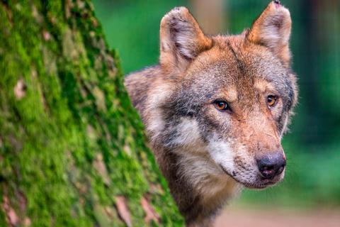 Längst leben in Hessen wieder Wölfe. In Blasbach wurde ein gerissenes Reh gefunden. War der Wolf Schuld?  Foto: Lino Mirgeler/dpa  