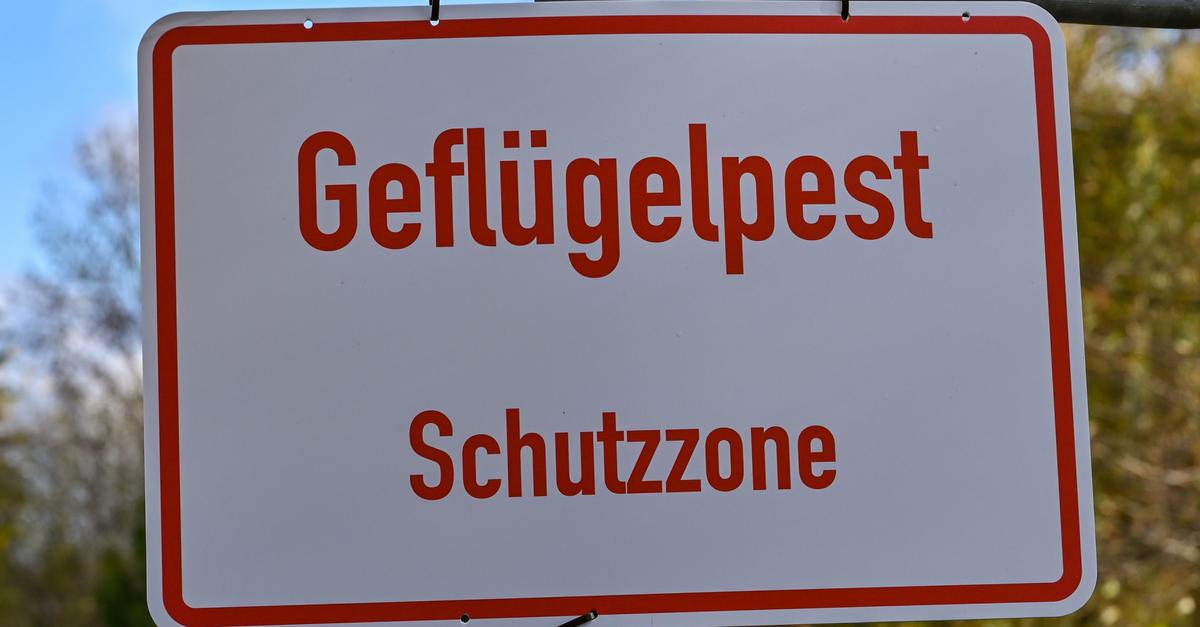 Gefl-gelpest-breitet-sich-langsamer-aus