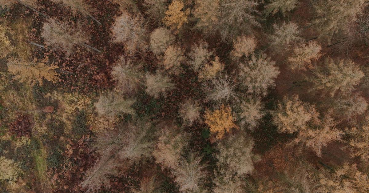 Neue-Daten-zum-Zustand-des-Waldes-werden-vorgelegt