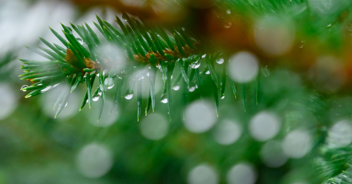 Baum-Diebstahl-im-Wald-Damit-rechnen-wir-jedes-Jahr-
