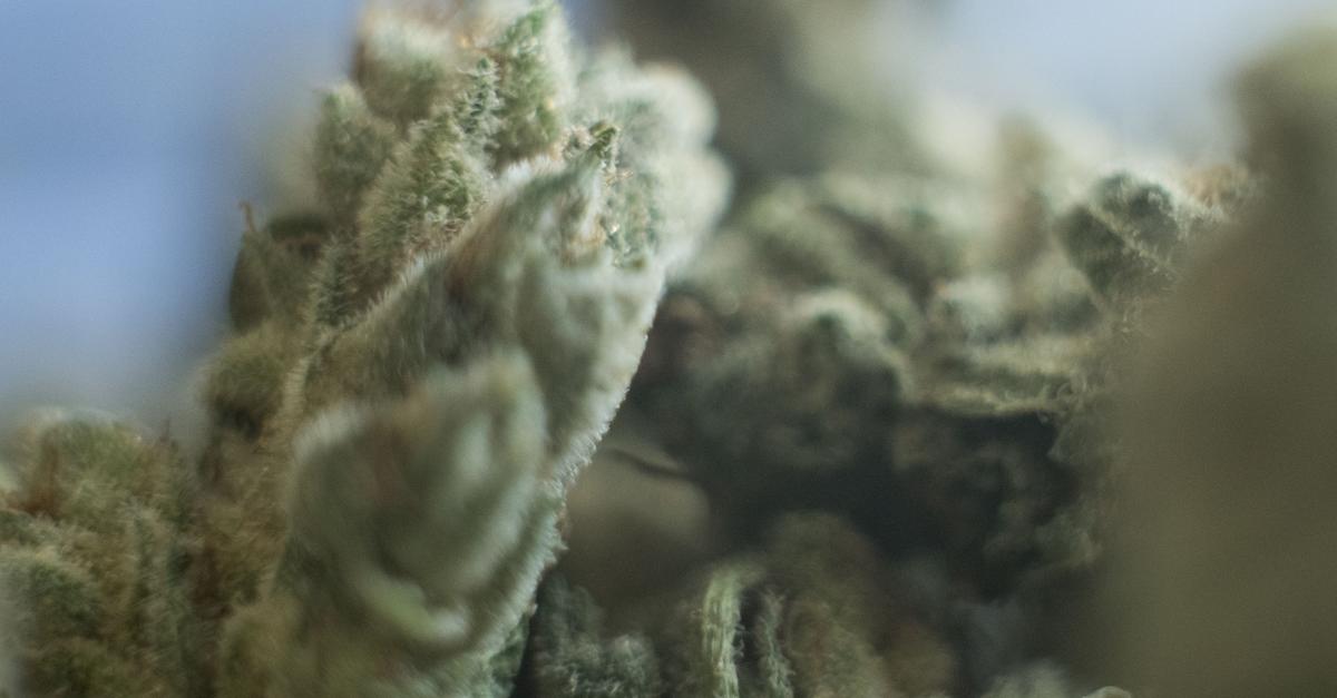 31-Cannabis-Anbauvereinigungen-in-Rheinland-Pfalz-genehmigt