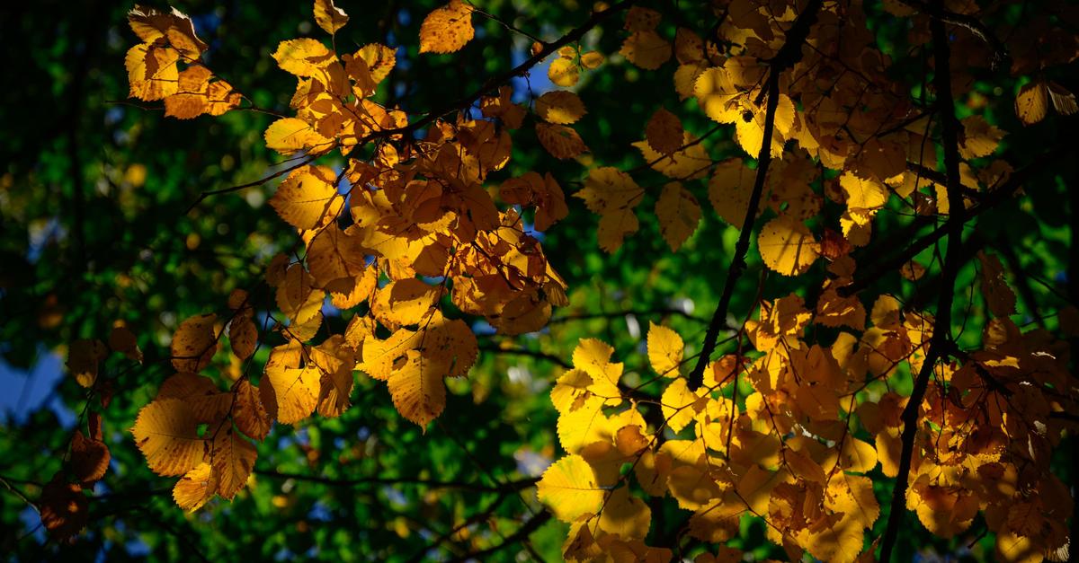Heitere und trockene Tage in Rheinland-Pfalz und Saarland