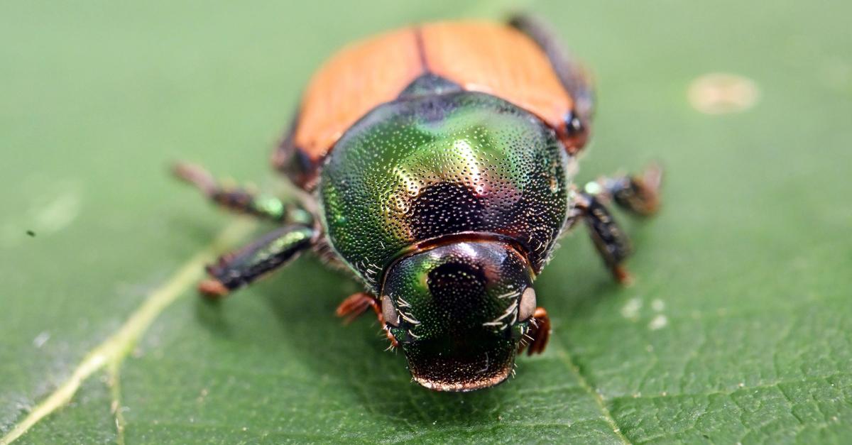 Rheingauer-Weinbauwoche-vom-12-bis-15-Januar