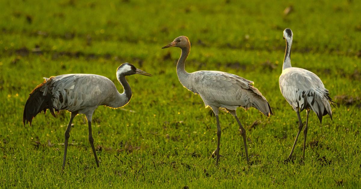 Best-tigter-Vogelgrippe-Ausbruch-im-Westerwaldkreis