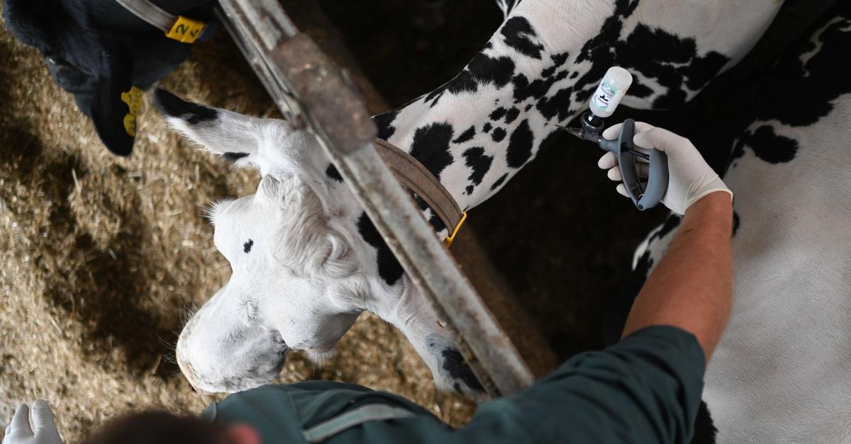 Blauzungenvirus breitet sich aus – riesige Sperrzone