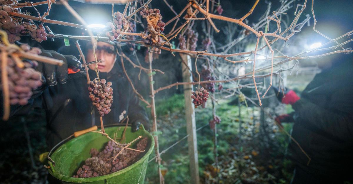 Eiswein-in-drei-von-sechs-Anbaugebieten-gelesen