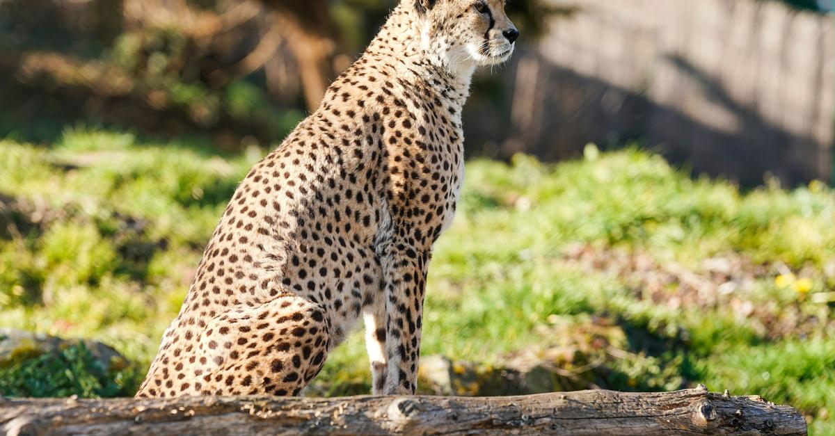 Zoo-Landau-nimmt-Abschied-von-Gepardenkater