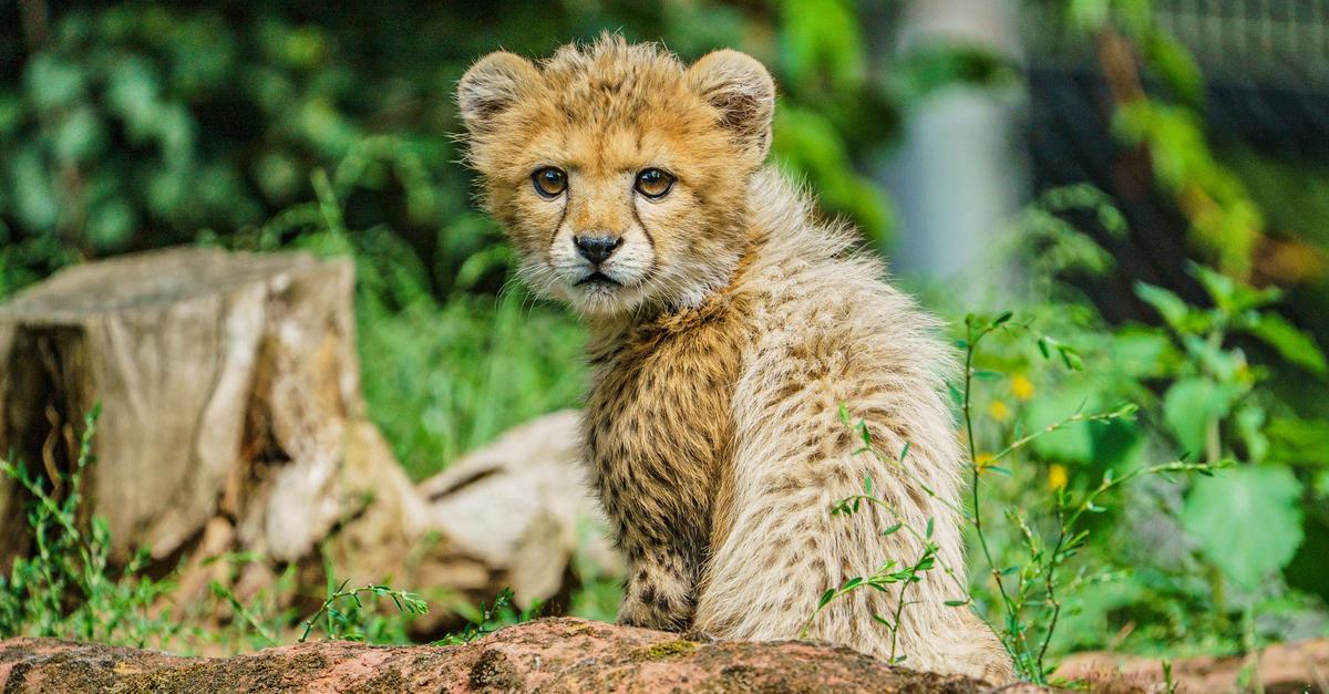 Trauer-um-Assama-Junge-Sudan-Gepardin-ist-tot