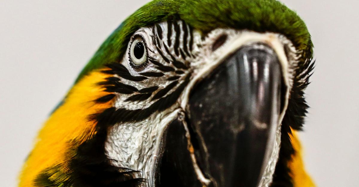 Papagei-schreit-Polizeieinsatz