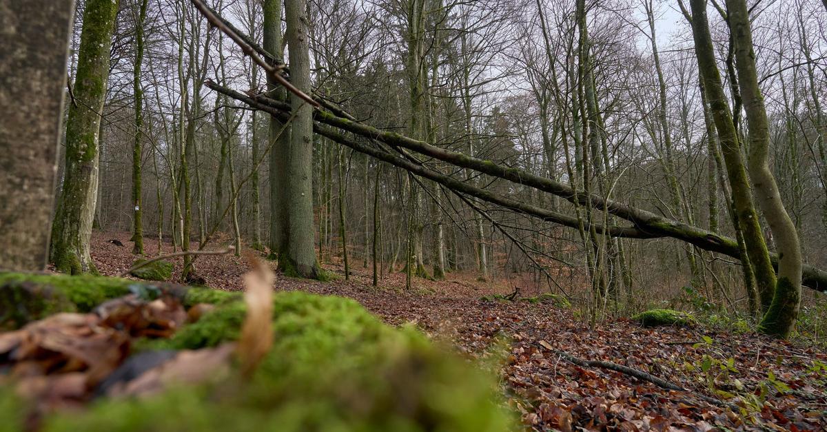 Forstleute-im-Spannungsfeld-des-Klimawandels