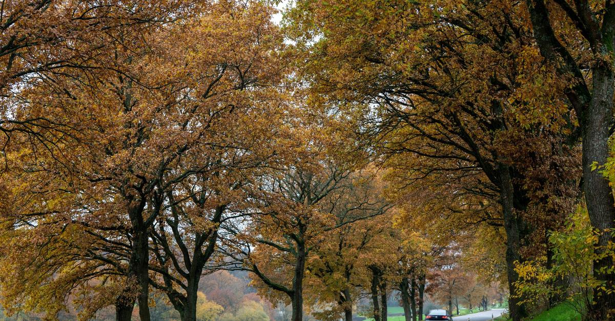 Nebel-am-Morgen-Sonne-am-Tag-Regen-am-Wochenende