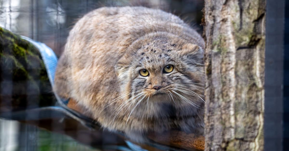 Seltene-Manul-Katzen-ziehen-im-Zoo-Neuwied-ein