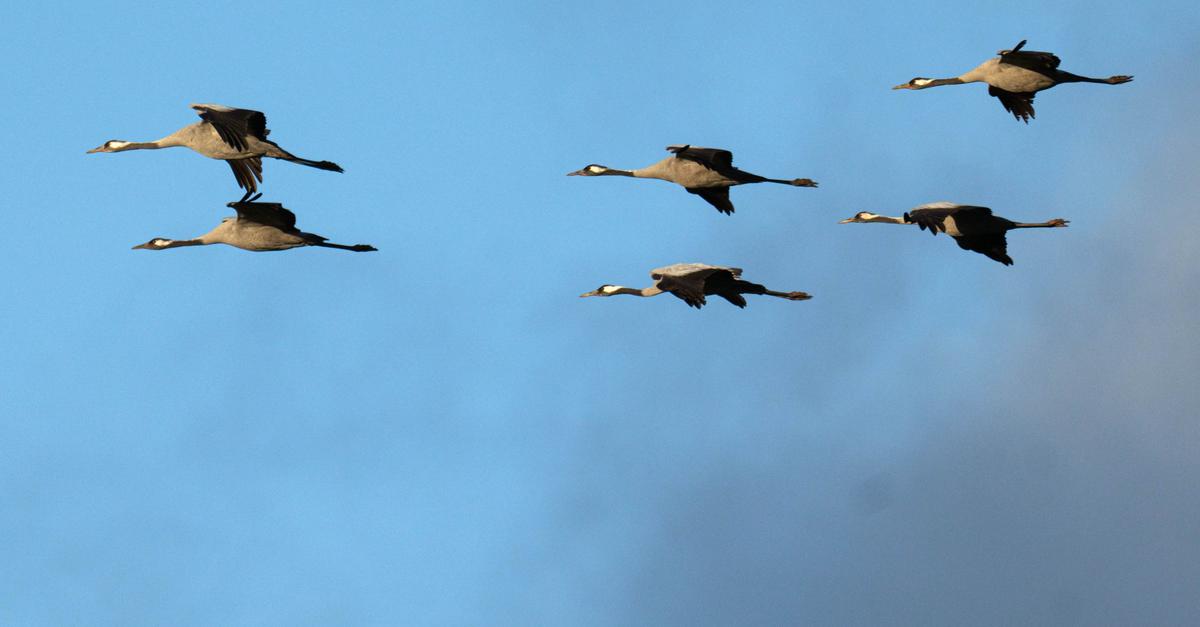 Vogelgrippe-breitet-sich-langsamer-aus-keine-Entwarnung