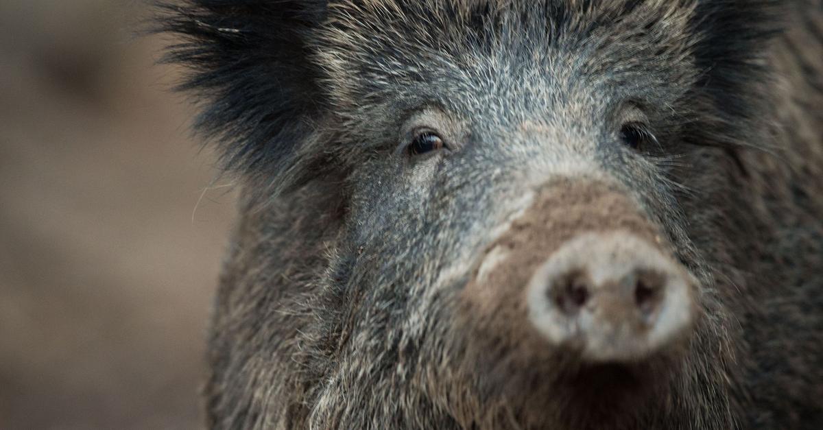 Wildschwein-l-uft-durch-Ort-und-st-t-Menschen-um