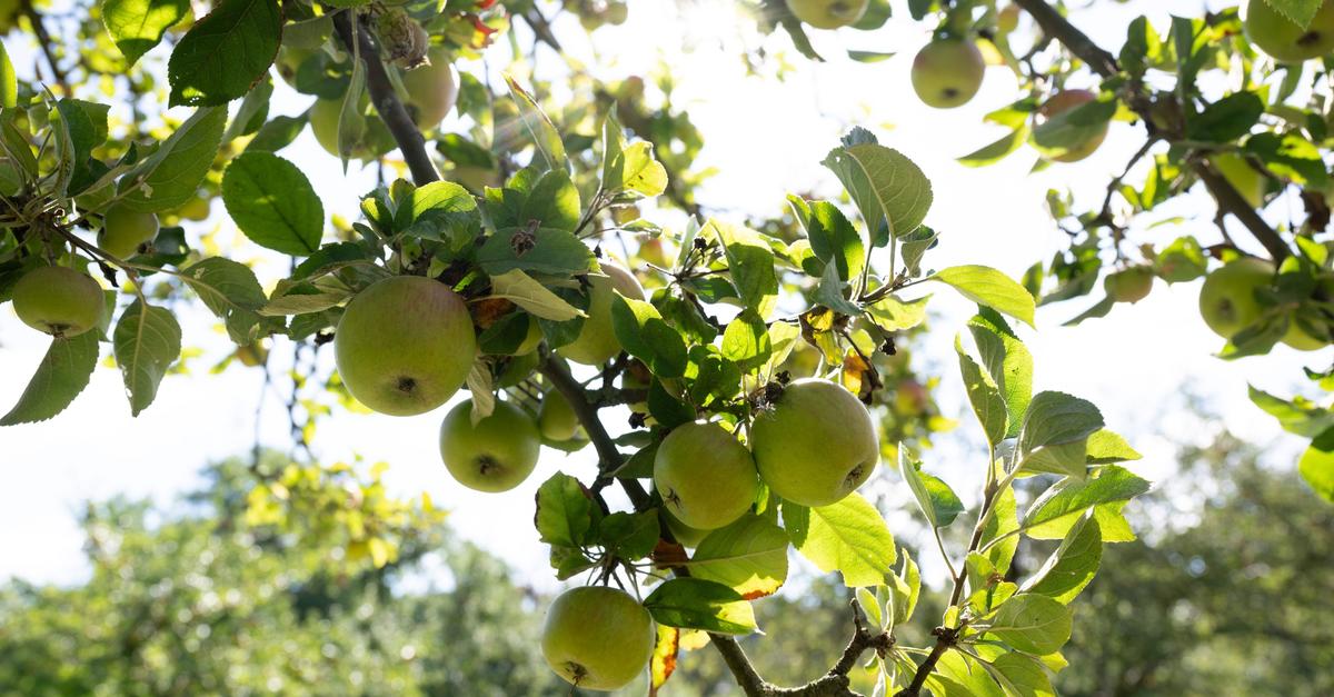 Bauern-in-Rheinland-Pfalz-ernten-deutlich-mehr-Obst