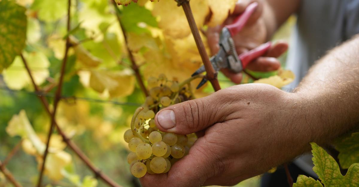 Federweißen-Lese könnte in vorletzter August-Woche beginnen