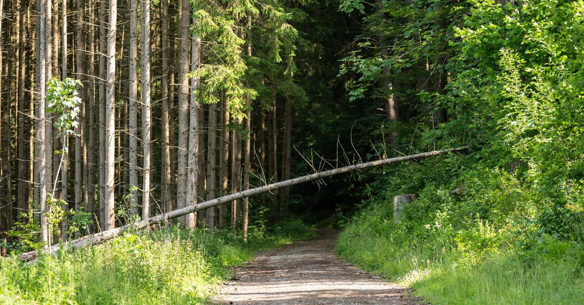 Waldecho-App-startet-B-rger-melden-Probleme-im-Forst