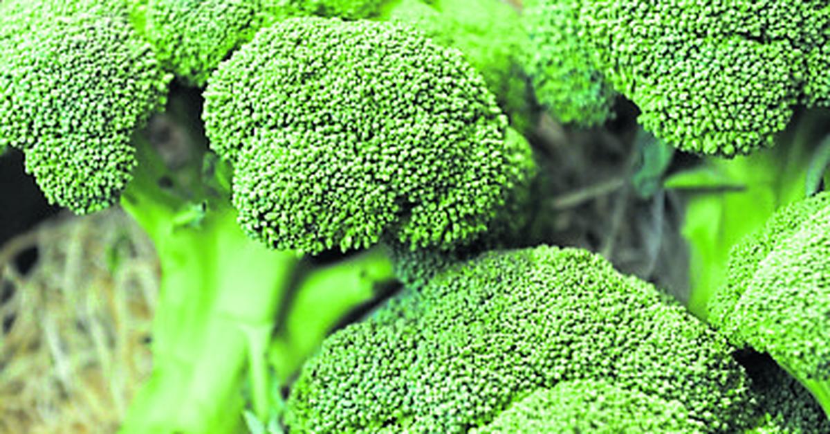 „Auf dem Wochenmarkt“: Mit Brokkoli gesund durch den Herbst