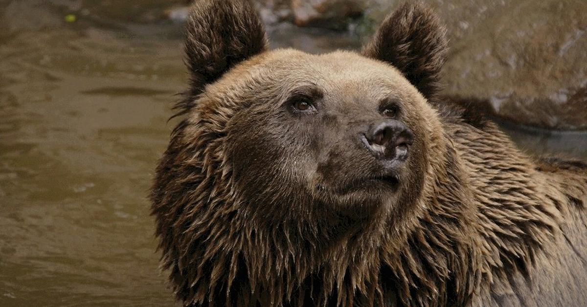 Wiesbadener Fasanerie: Braunbärin Troxi ist tot