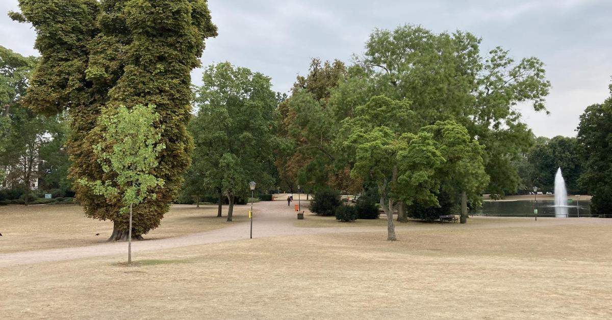 Vertrocknete Rasen in Parks: Die „Wüste“ am Warmen Damm