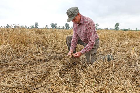 Der Bodenheimer Landwirt Peter Acker auf einem seiner Getreidefelder, auf denen die Ernte derzeit in vollem Gange ist. Foto: René Vigneron