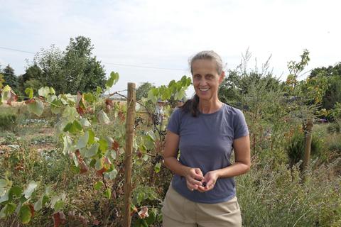 Katja Wiese probiert auf einem Versuchsfeld bei Erbenheim eine Anbaumethode namens „Dynamischer Agroforst“aus: Nutz- und Zierpflanzen wachsen dicht beieinander, die Artenvielfalt ist hoch. Foto: Wiese