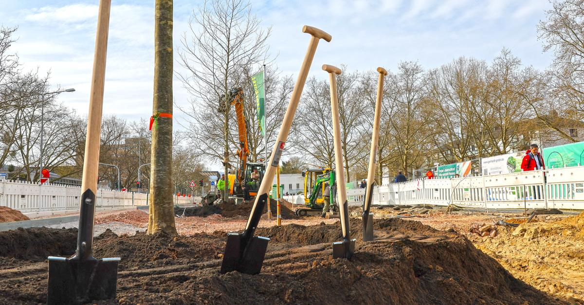 Trees at Elsässer Platz ensure cool summers in Wiesbaden's Westend