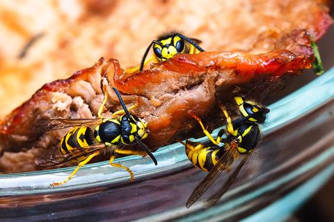 Gerade in diesem Jahr sind die Wespen Störenfriede beim Essen.   Foto: Anas - stock.adobe.com