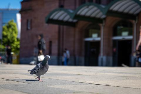 Am Hauptbahnhof Wiesbaden wurden kürzlich wieder geköpfte Tauben gefunden.