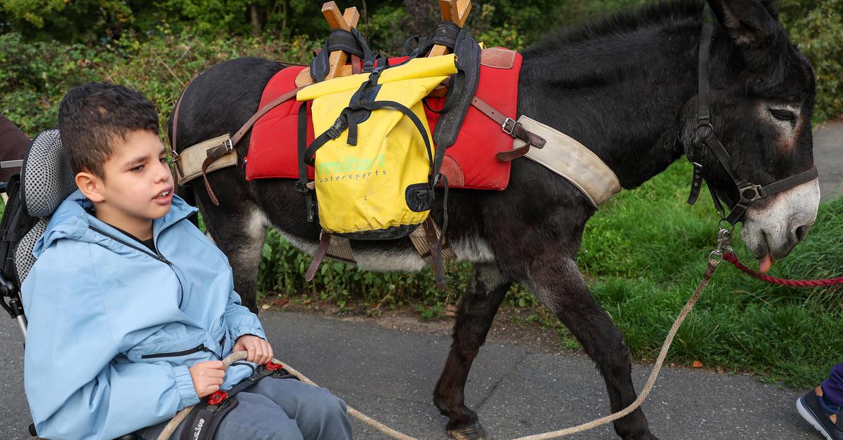 Wiesbaden donkeys go on a hike with students