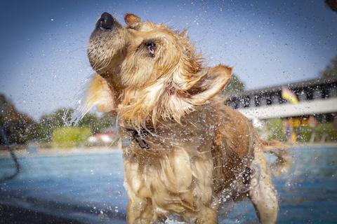 Hundeschwimmen: Planschen für Vierbeiner im Kallebad