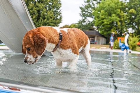 Jungtiere sind beim Hundeschwimmen im Wiesbadener Kallebad meist etwas vorsichtiger.