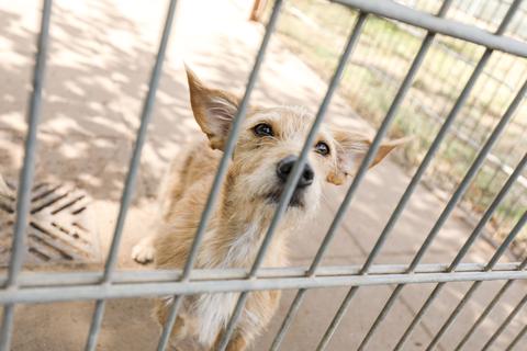 Immer wieder werden Tiere im Wiesbadener Tierheim abgegeben.  Foto: Lukas Görlach
