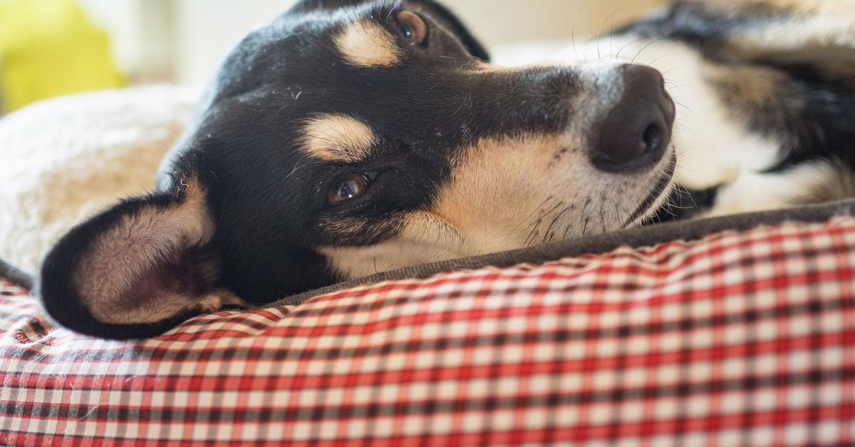 Knapp-jedes-Dritte-Haustier-darf-im-Bett-schlafen