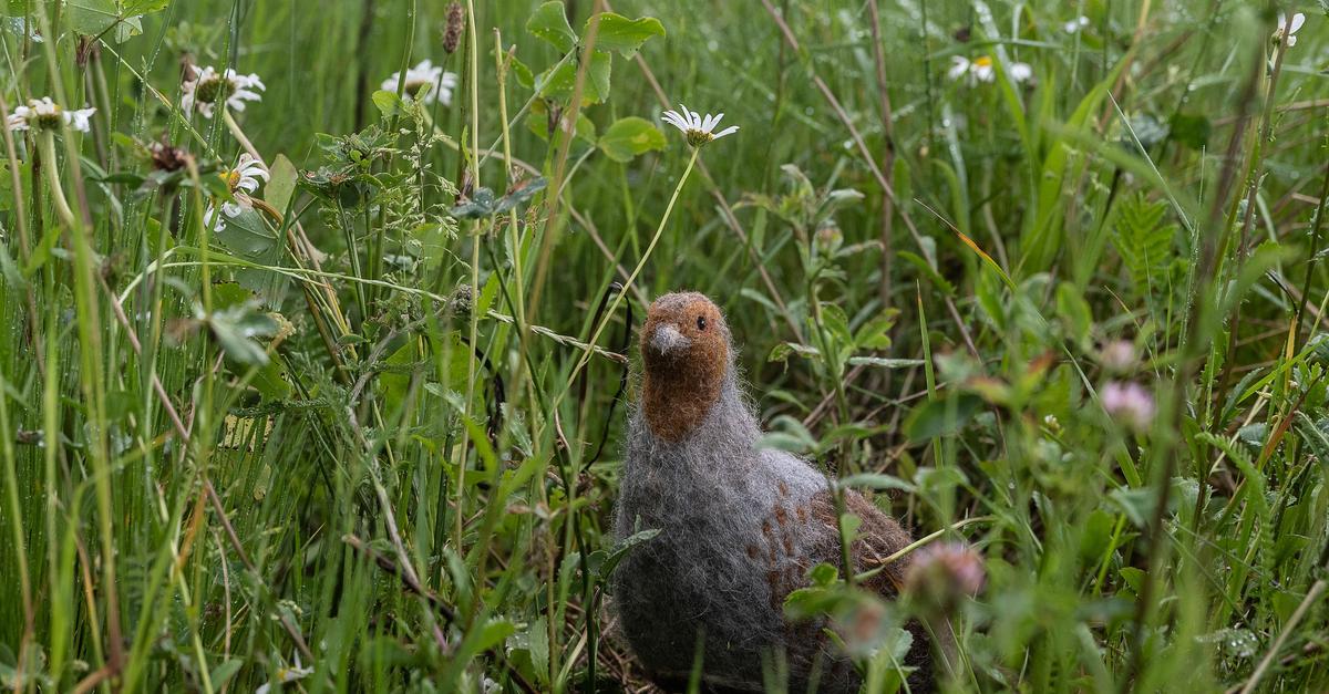 Bedrohtes-Rebhuhn-zum-Vogel-des-Jahres-2026-gew-hlt