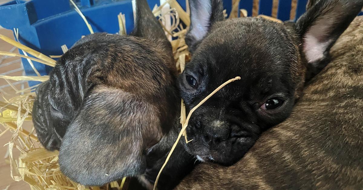 EU-will-illegalen-Tierhandel-eind-mmen