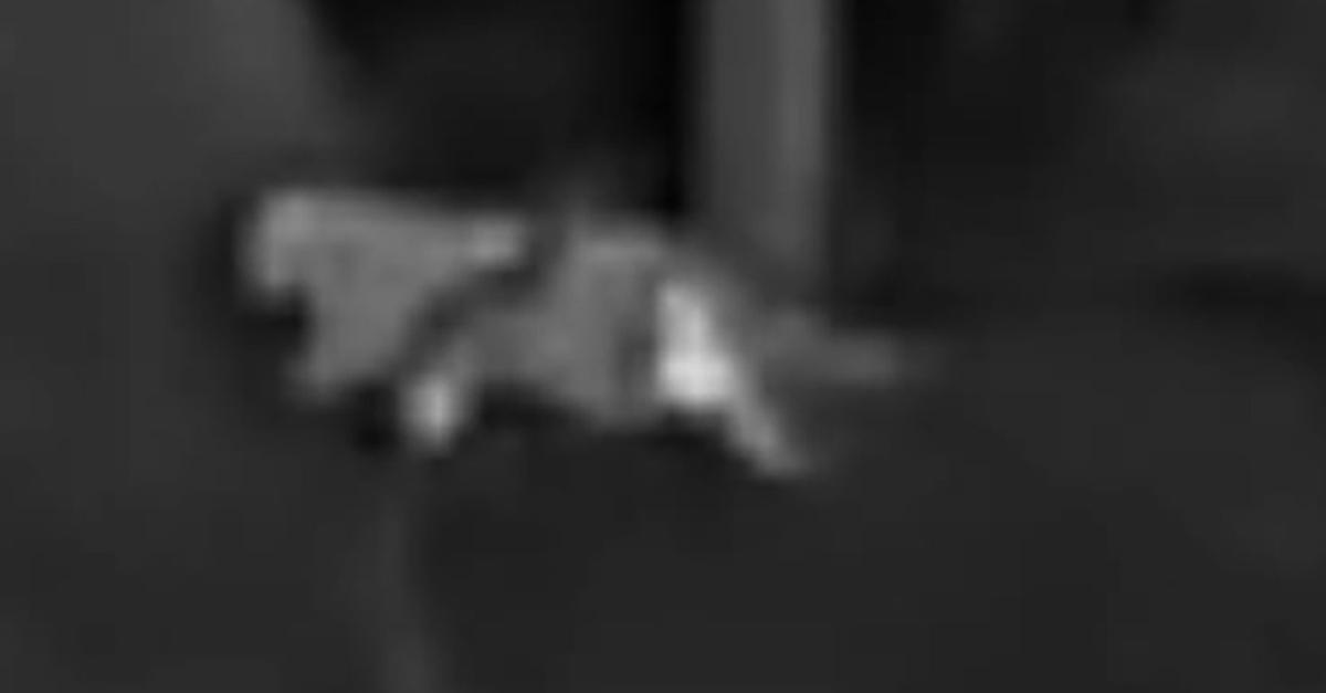 Mögliche Großkatze im nördlichen Rheinland-Pfalz gesichtet