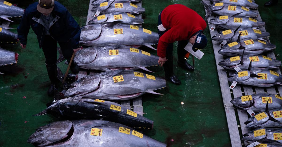 Rekordpreis von 2,8 Millionen Euro für Thunfisch in Tokio
