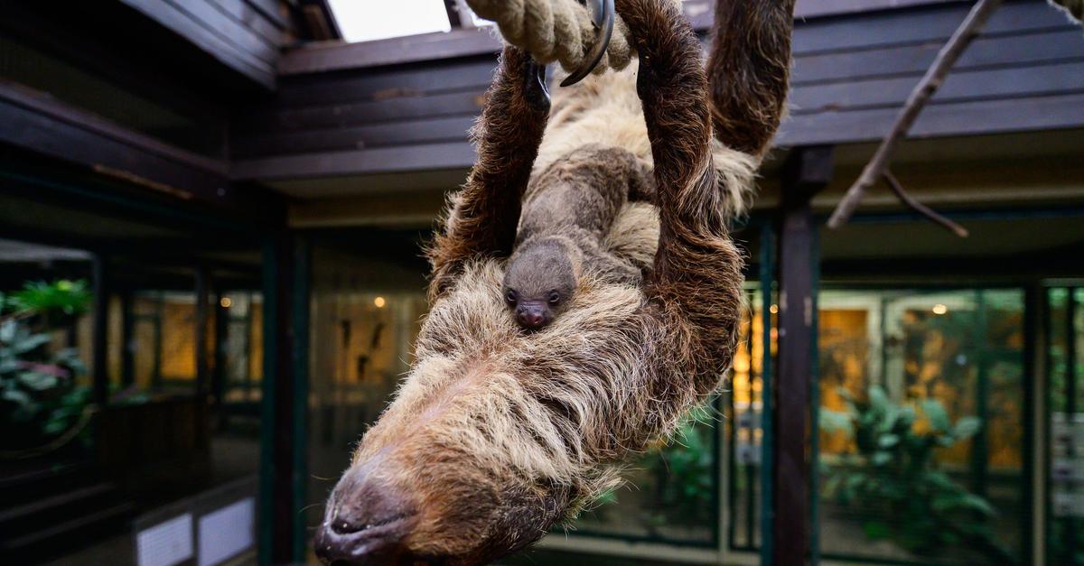 Faultier bringt heimlich Baby zur Welt