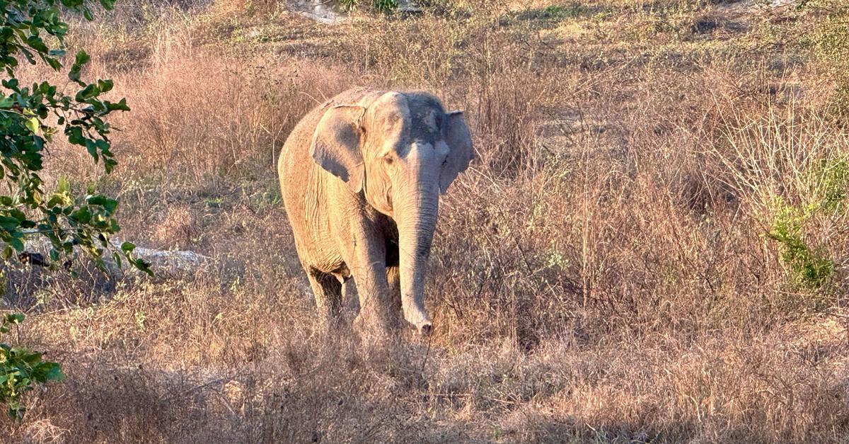 Wilder-Elefant-t-tet-Camper-in-thail-ndischem-Nationalpark