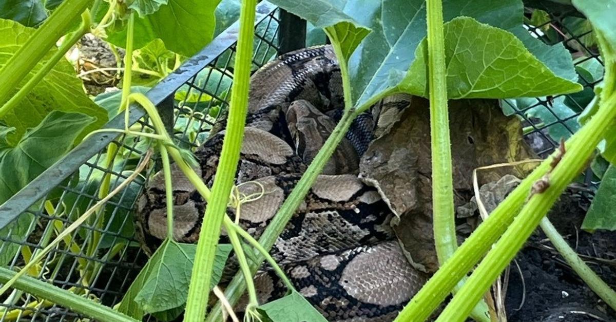 Frau entdeckt Riesen-Würgeschlange im heimischen Kompost