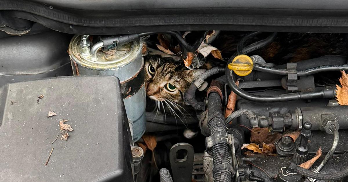 Feuerwehr-rettet-im-Motorraum-eingeklemmte-Katze