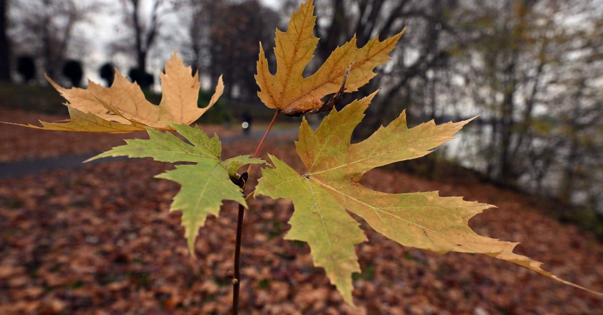 Wetterdienst-Milder-Herbst-trotz-Schnee-und-Eis-im-November