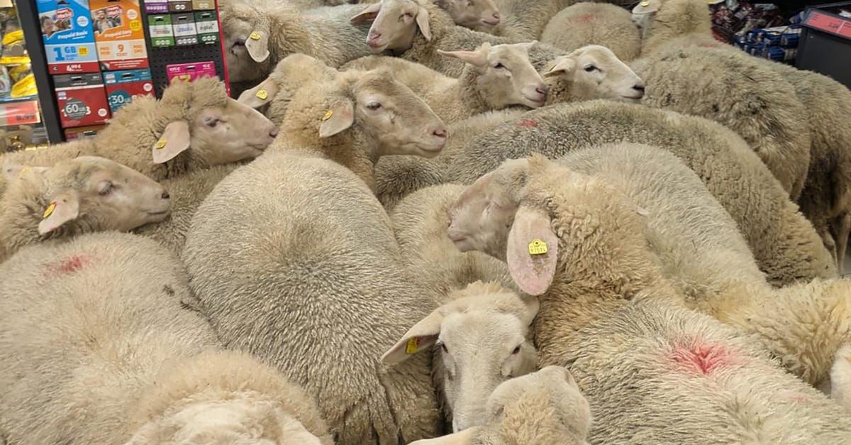 Ein Supermarkt voller Schafe