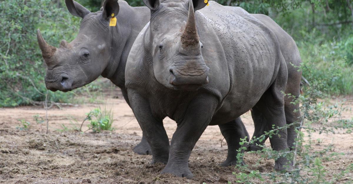 Singapur stoppt bisher größten Schmuggel mit Nashorn-Horn