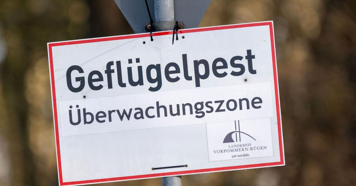 Vogelgrippe: 15.000 Tiere werden im Südwesten getötet