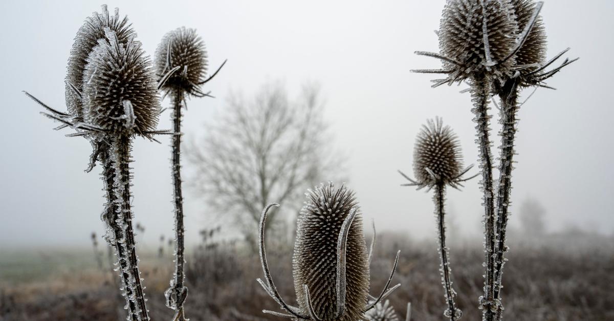 Weiße Weihnachten im Süden möglich - aber nur in der Höhe