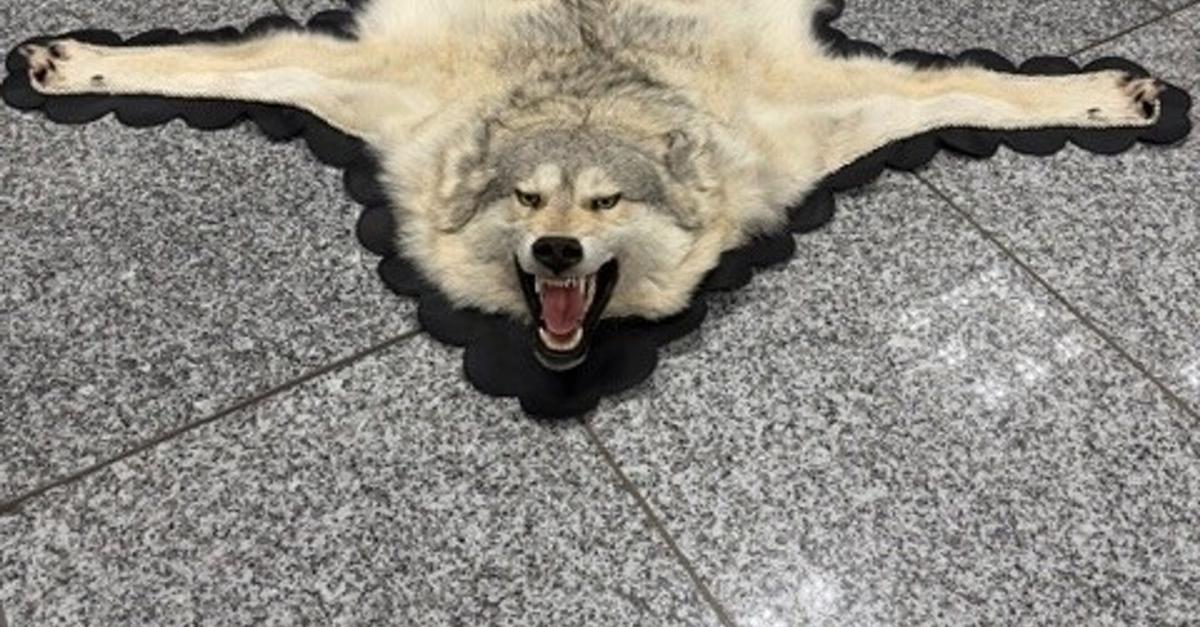 Na letališču v Frankfurtu zasegli volčje krzno v kovčku