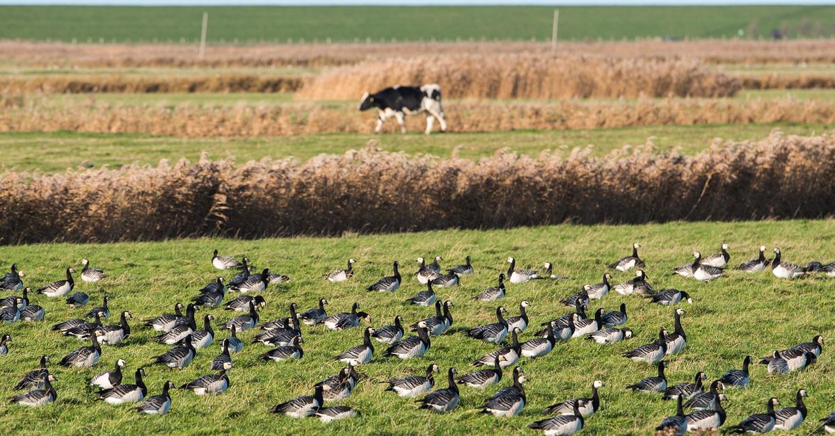 Vogelgrippe-Fall-bei-Person-in-den-USA-gibt-R-tsel-auf